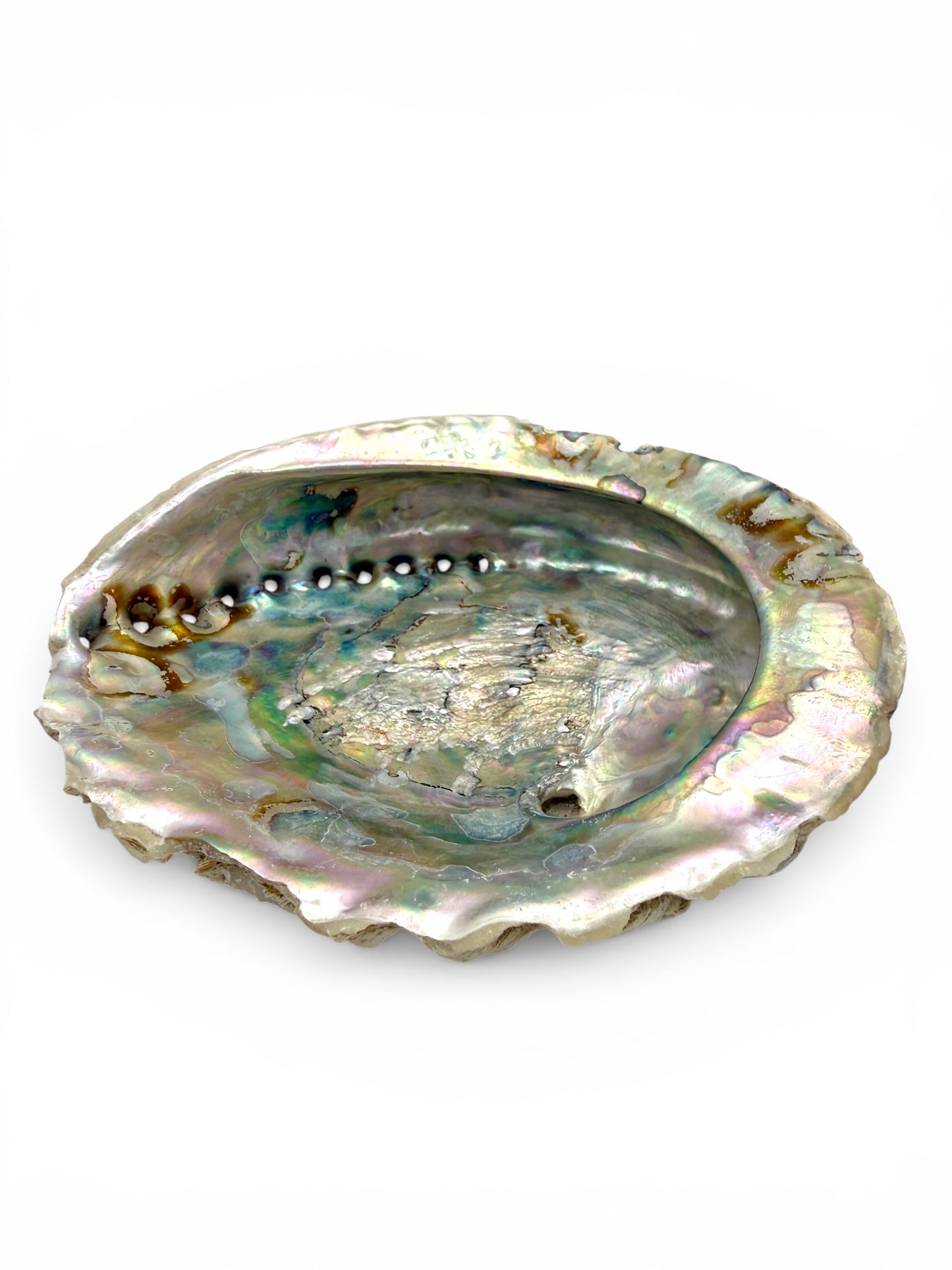Abalone – Symbol für Intuition & innere Harmonie
