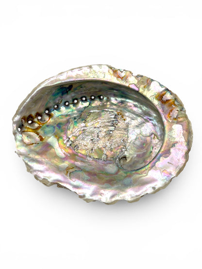 Abalone – Symbol für Intuition & innere Harmonie